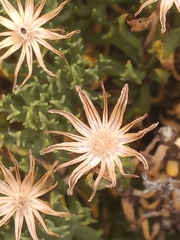 Ericameria cuneata