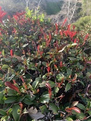Justicia californica