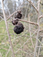 Eriosoma lanuginosum