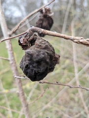 Eriosoma lanuginosum