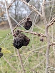 Eriosoma lanuginosum