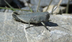 Brachaspis nivalis