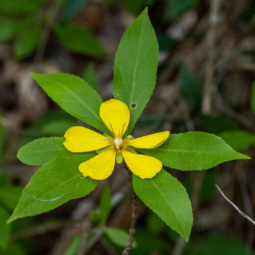 Hugonia longipes (Hugonia longipes)