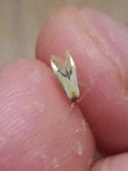 Batia lunaris