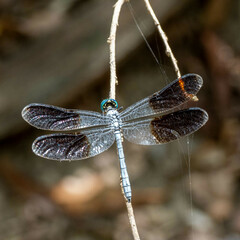 Tetrathemis