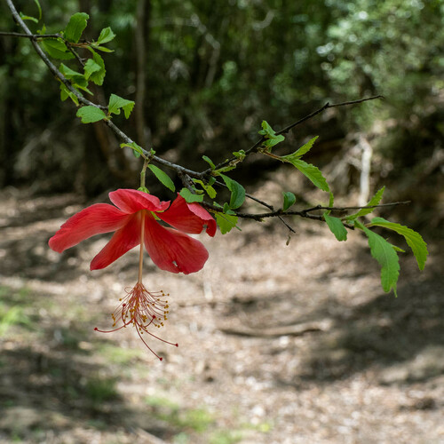 Hibiscus grandidieri