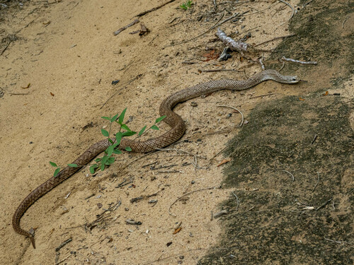 Reticulated Hognose Snake