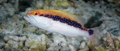 Variola louti