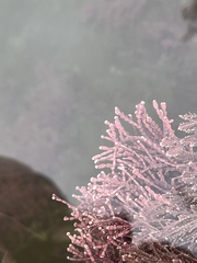 Calliarthron tuberculosum