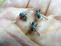 Auplopus mellipes