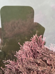 Calliarthron tuberculosum