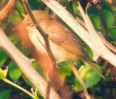 Iduna caligata