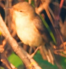 Iduna caligata