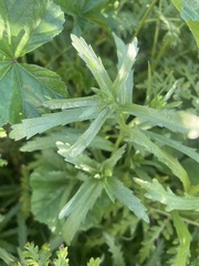 Layia platyglossa