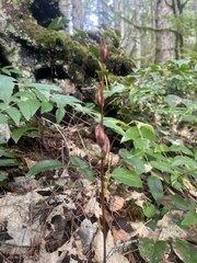 Corallorhiza maculata