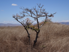 Erythrophysa