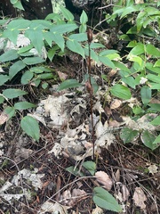 Corallorhiza maculata