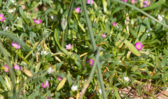 Calandrinia menziesii