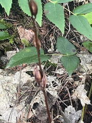 Corallorhiza maculata