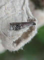 Euzophera semifuneralis