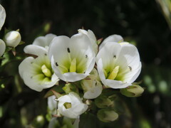Gentianella corymbifera