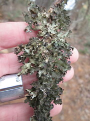 Platismatia tuckermanii