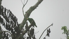 Amazona ochrocephala