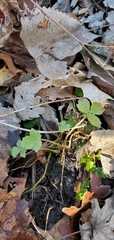 Ranunculus hispidus