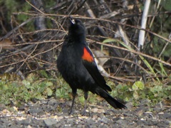 Agelaius phoeniceus mailliardorum