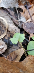 Ranunculus hispidus