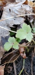 Ranunculus hispidus