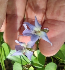 Viola floridana