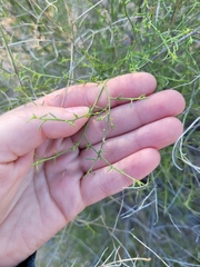 Ambrosia salsola