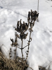Saponaria officinalis