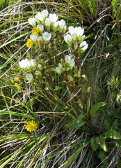Gentianella corymbifera