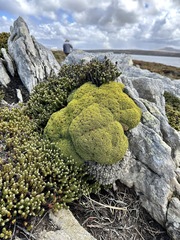 Bolax gummifera
