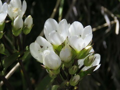 Gentianella corymbifera