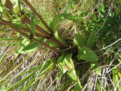 Gentianella corymbifera