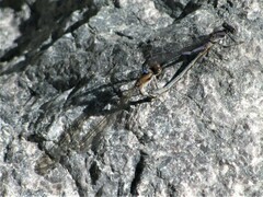 Argia emma