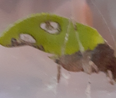 Pycnopalpa bicordata