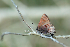 Callophrys henrici