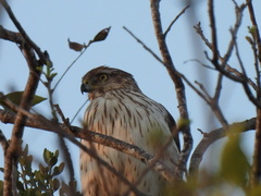 Accipiter cooperii