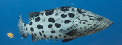 Epinephelus tukula