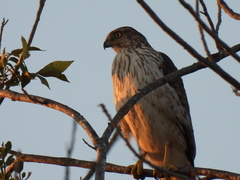 Accipiter cooperii