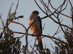 Accipiter cooperii