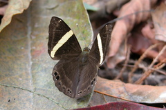 Abisara fylla