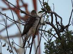 Accipiter cooperii