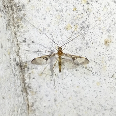 Macrocerinae