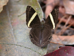 Abisara fylla