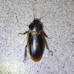 Blaberinae